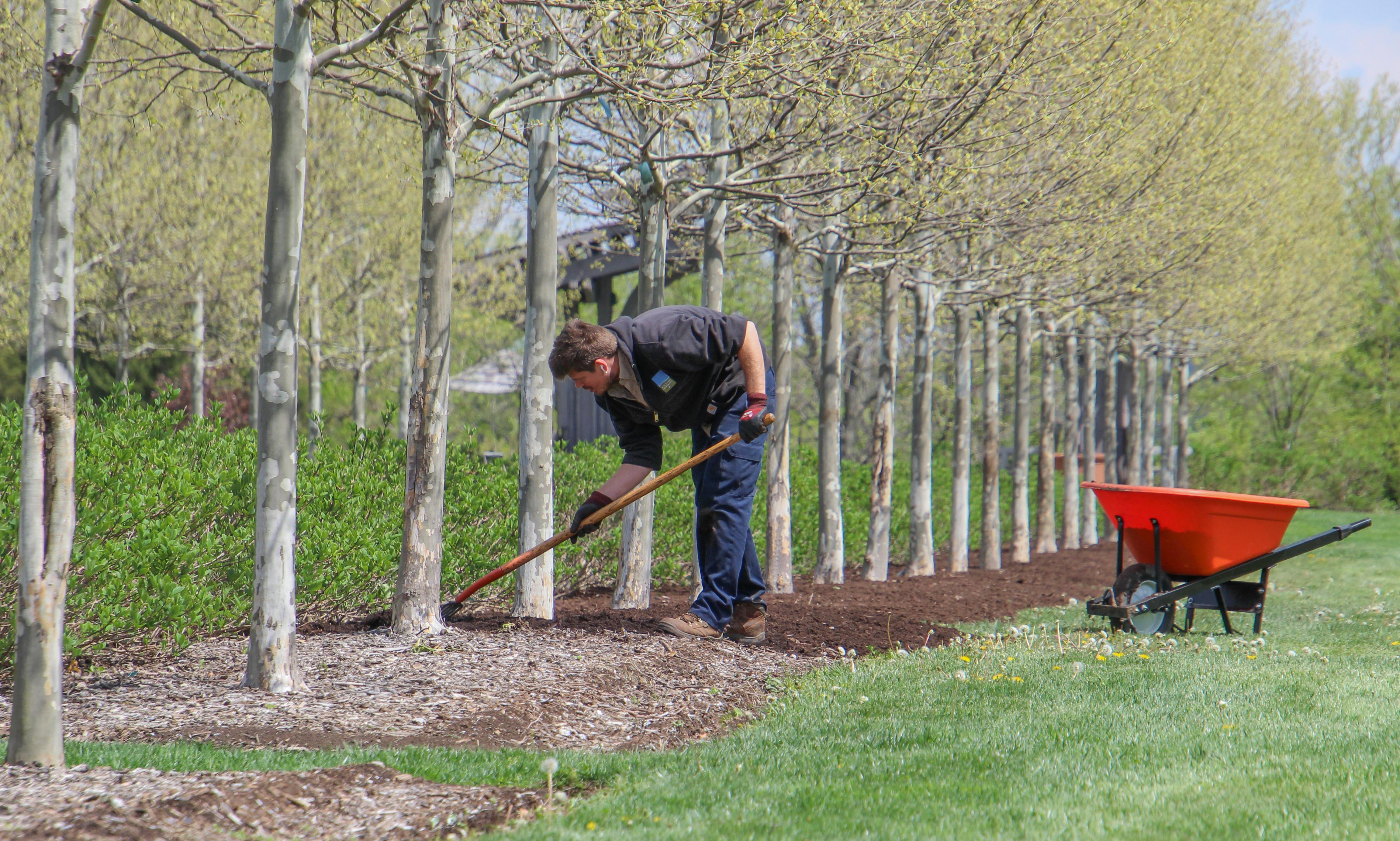 Mulching and cleanups